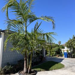 King Palm Tree