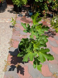 More than a year old, 2 feet white genoa fig tree