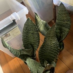 Snake Plants!! $12 Each Or $20 For 2!!