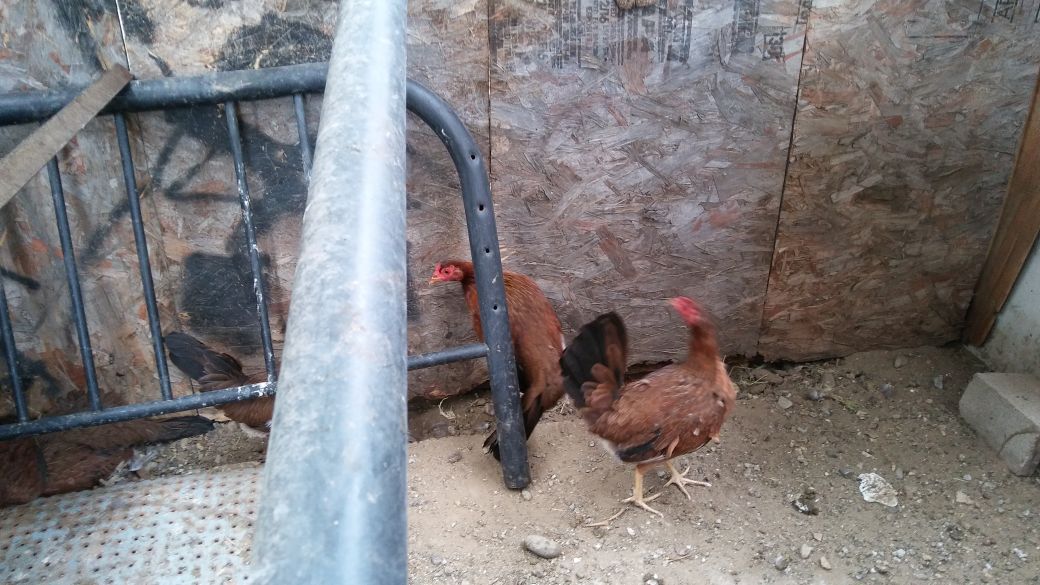 5 Gallinas en venta