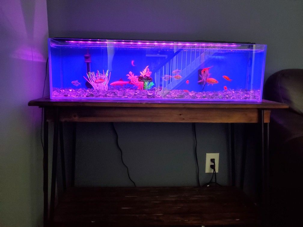 15 gallon fish aquarium 