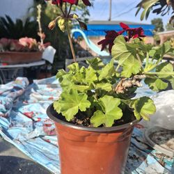 Beautiful Dark Red Flower, Gerenium