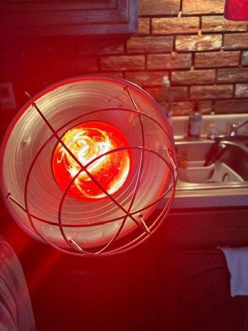 Animal Heating Lamp
