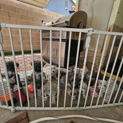 Gate For Dog