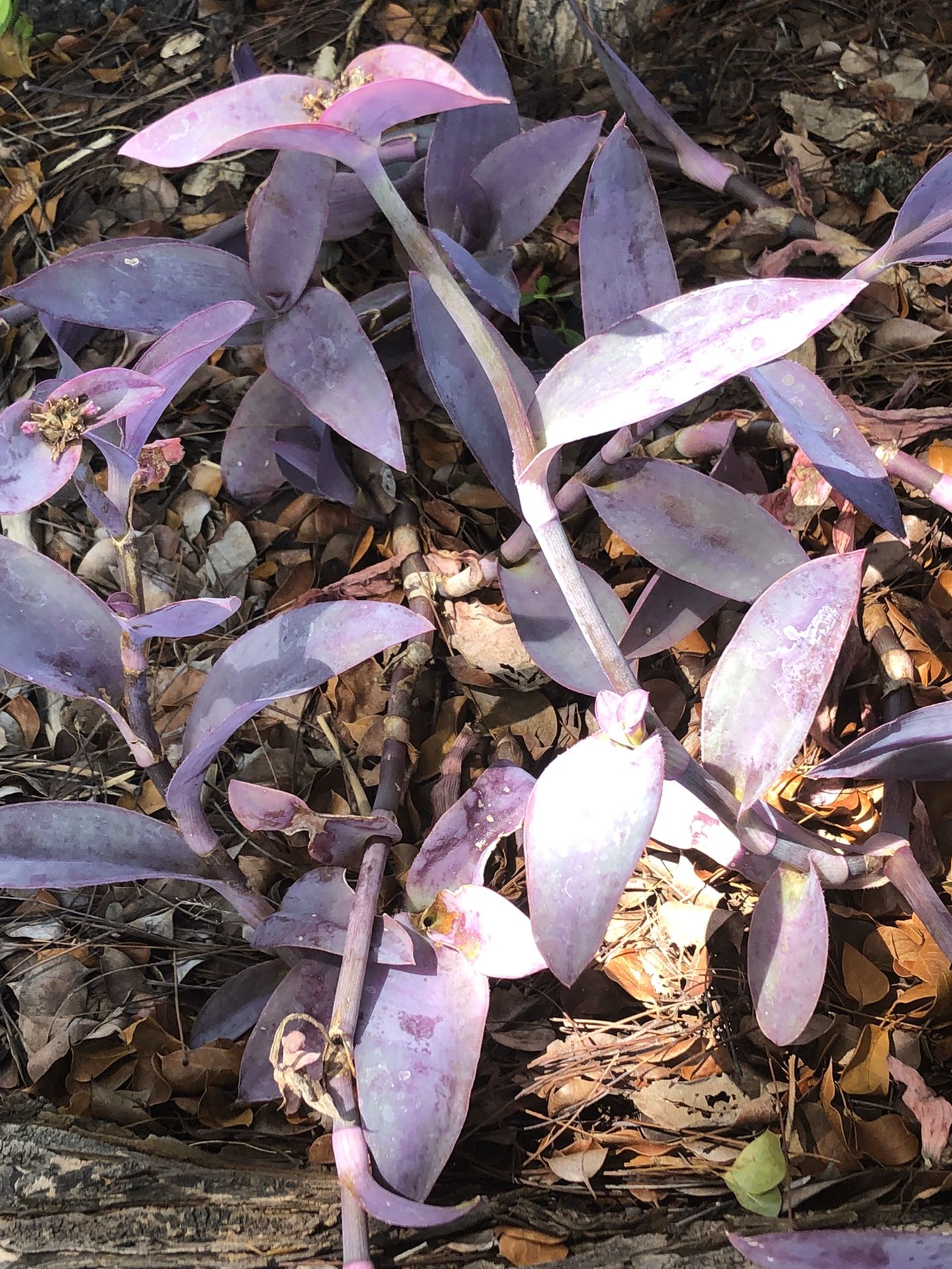 Purple queen plants