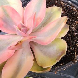 Succulents Plants Echeveria Rainbow Imported Pick Up In Upland 