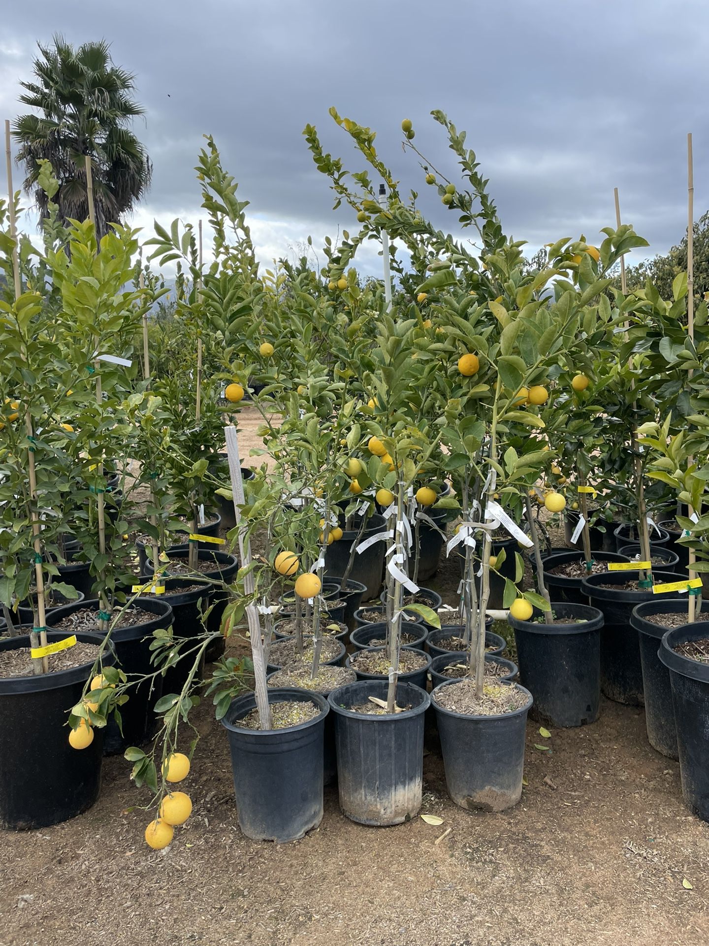5 Gallon Size- Orange Trees- Lemon Trees- Lime Trees- Grapefruit Trees