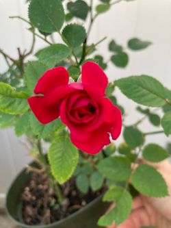 Small rose
