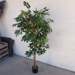 Silk Plant Tree - $20