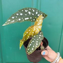 Begonia Maculata Plant EXACT PLANT