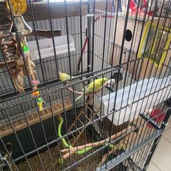 Vendo Jaula Con Todo Pajaritos 