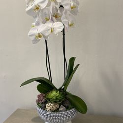 Orchid Planter For Last Minute Mother’s Day 