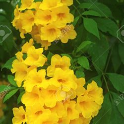 Yellow Bell plants on sale/ Planta De Tronadoras 