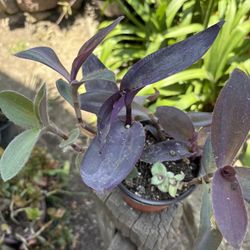 Purple Tradescantia