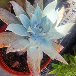 Succulents Plants Echeveria Dudleya In A 6 In Pot  Pick Up On Upland  Great Price