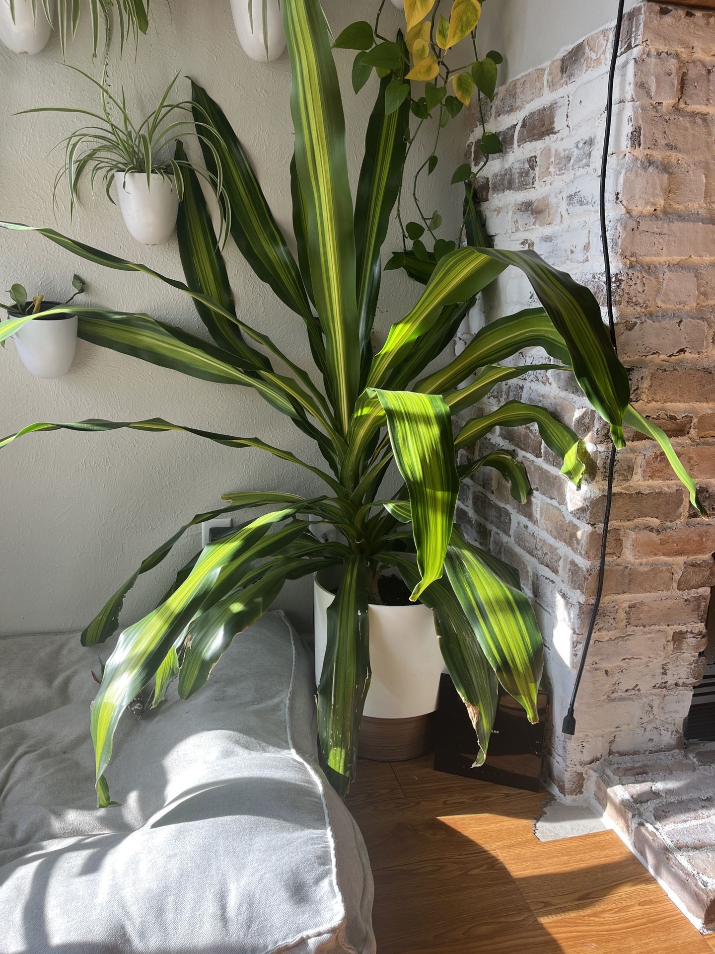 Large Indoor Plant
