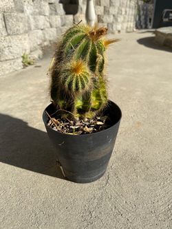 Ball Cactus/ Balloon Cactus