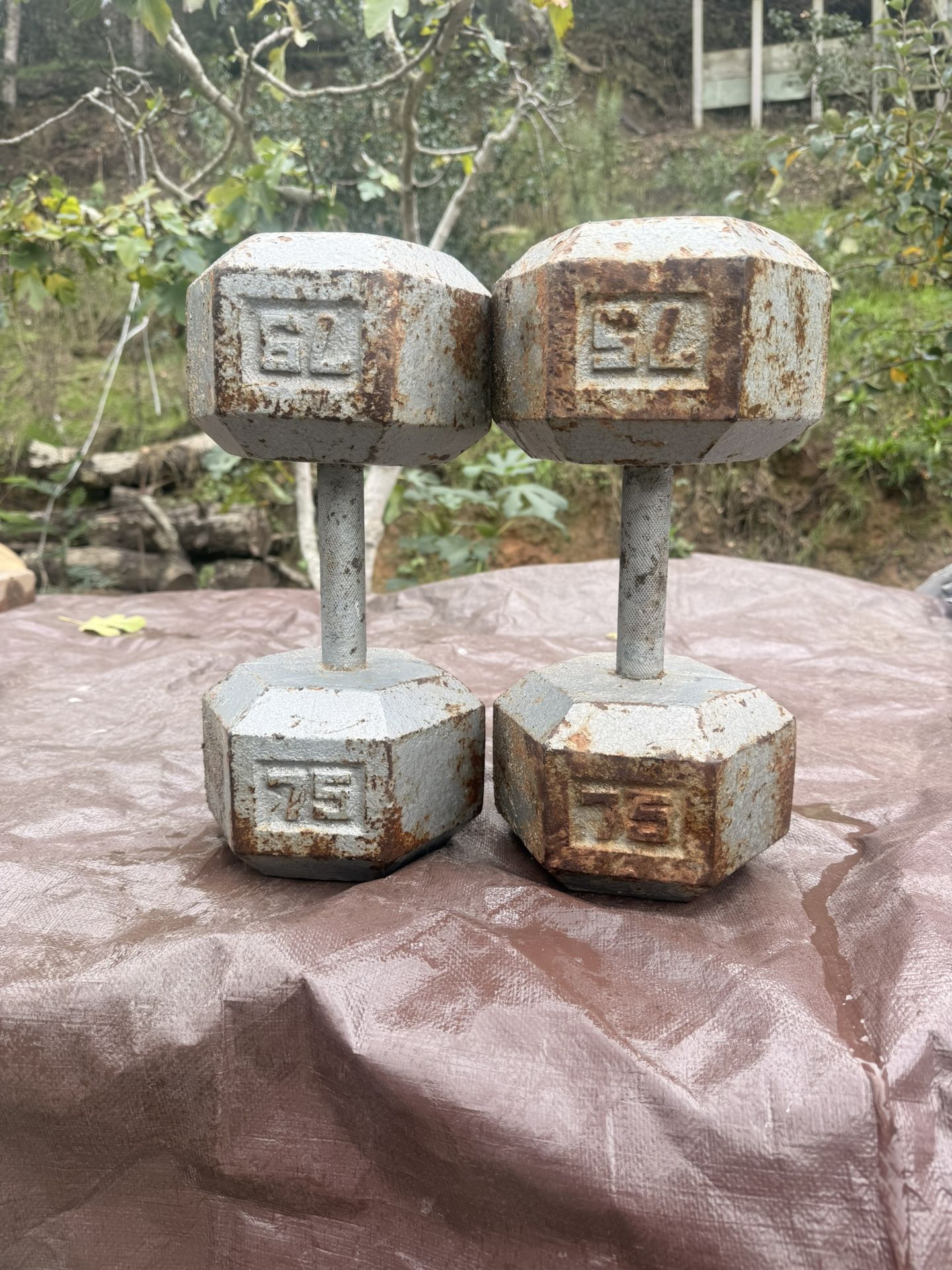75lb Dumbells