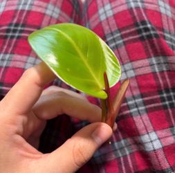 Philodendron red ( pick up only )