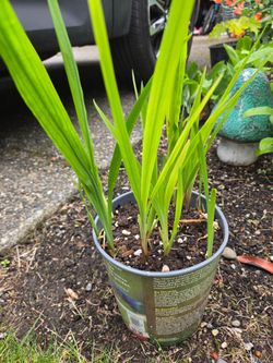 Garden Plant Japanese Iris Orange