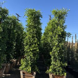 Ficus Nitida Indian Laurel Privacy Hedge 