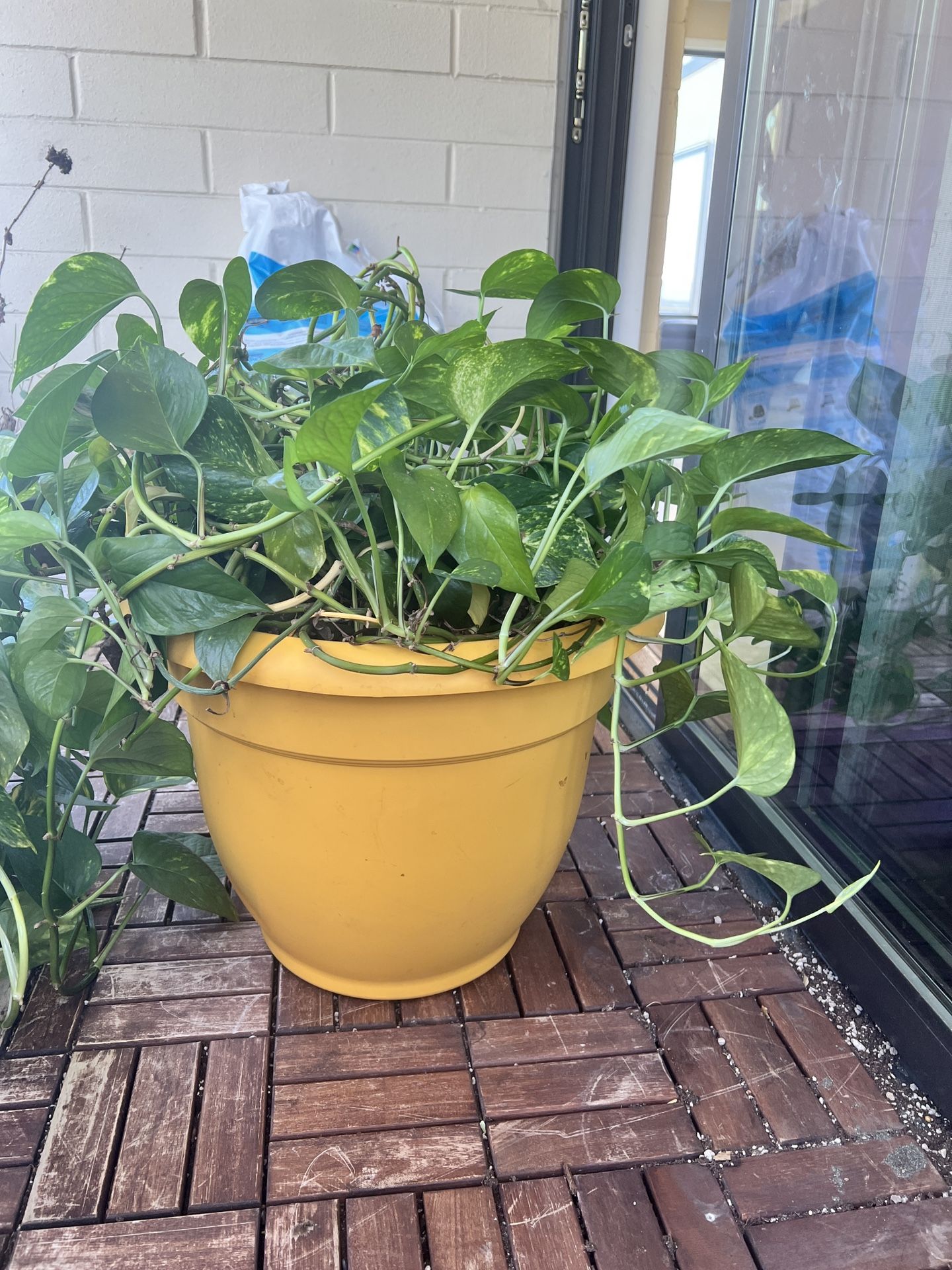 Live Money Plant