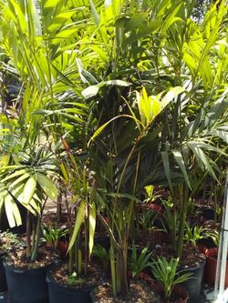 SALE! CHRISTMAS PALM IN 7 GALLONS OVER 4' FEET TALL WITH MULTIPLE TRUNK FOR ONLY $30 OPEN TODAY!