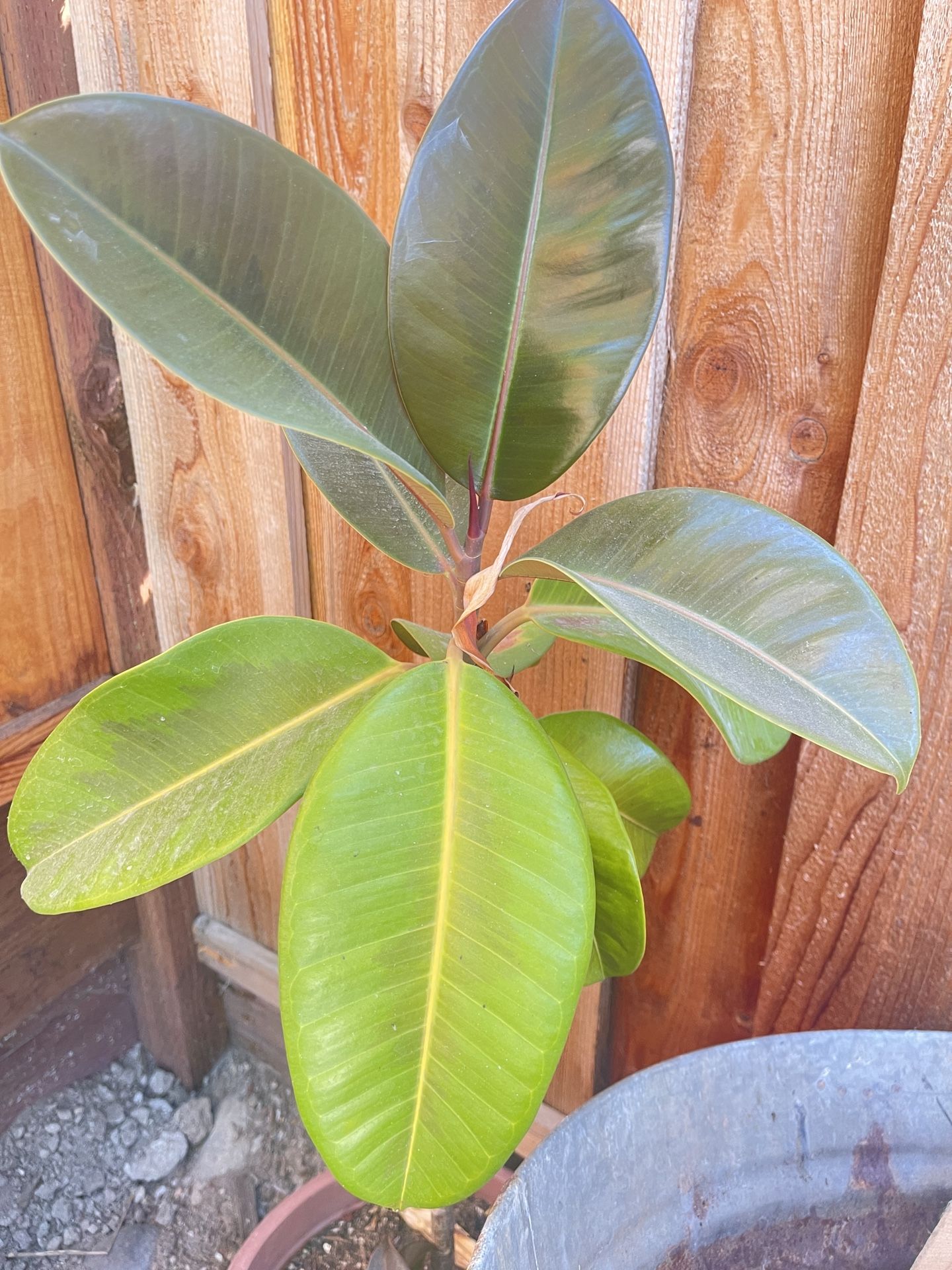 Plant In 5 Gallons Pot