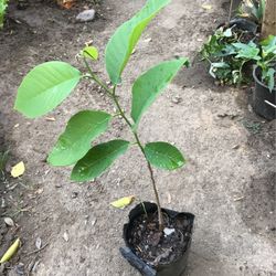Cherimoya Plants 
