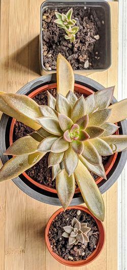 Succulent echeveria leaf cuttings, Propagations indoor houseplants