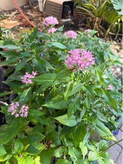 Flower Plant (Egyptian Starcluster)