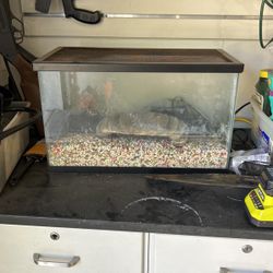 Aquarium Free To A Good Home 