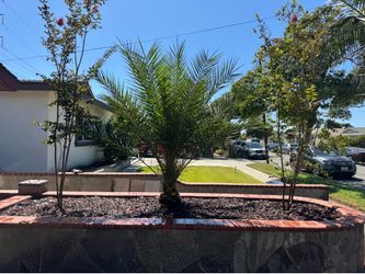 Plant installation/ landscape plant design