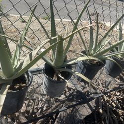 Aloe Vera Plants 
