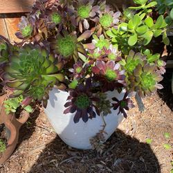 Succulent Plant