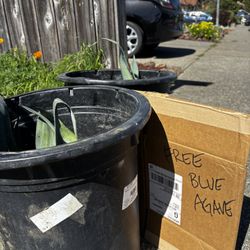 Free-Blue Agave Babies
