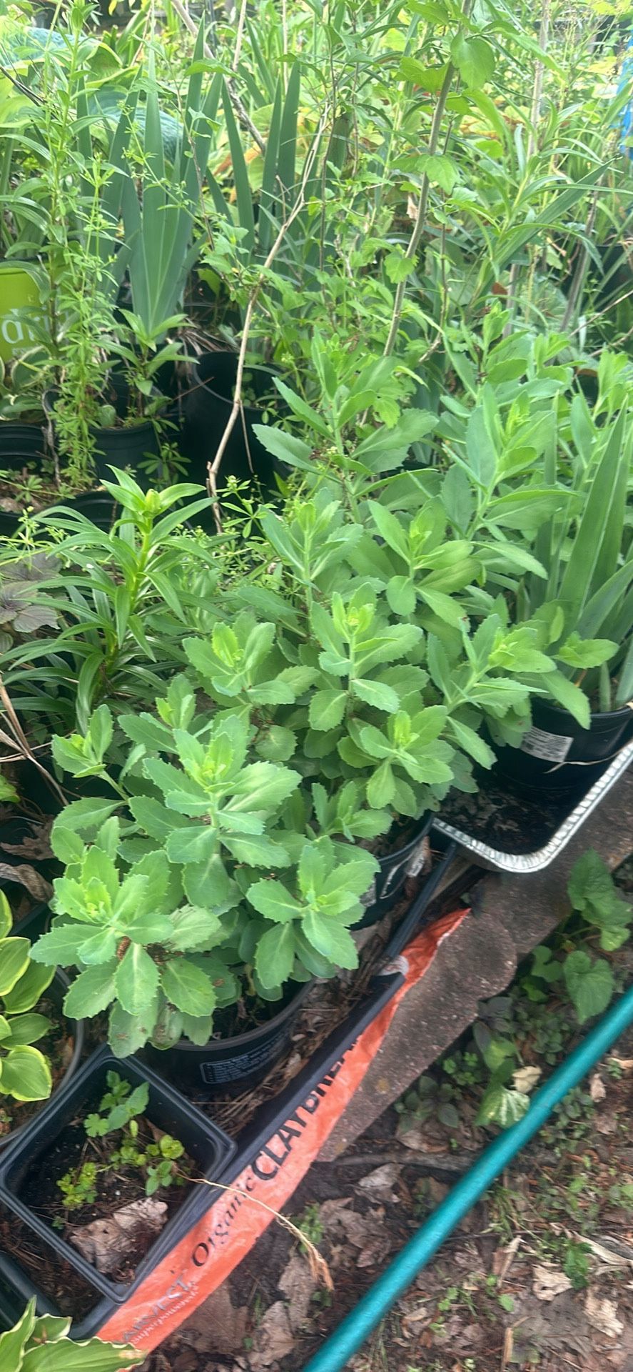 Plant Sales Of All Kinds