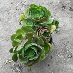 Aeoniums