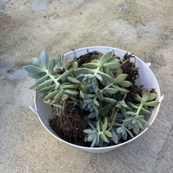 Free Bucketful Succulents (fully Rooted)