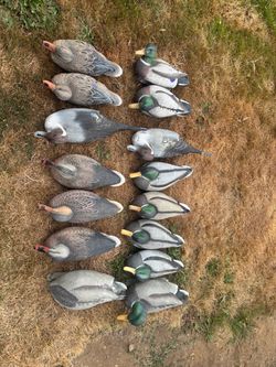 Higdon and ghg mallard decoy