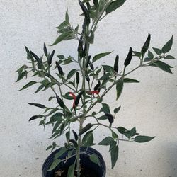 Thai Chili Ớt Thái