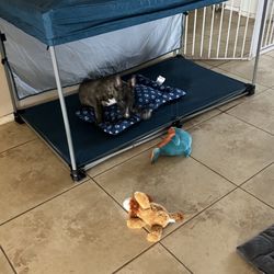 Dog Canopy 
