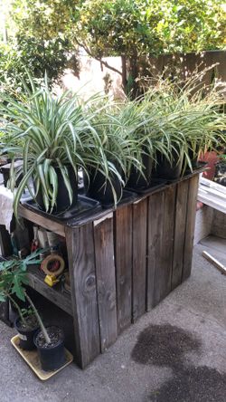 SPIDER PLANTS 