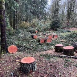 Fir Firewood