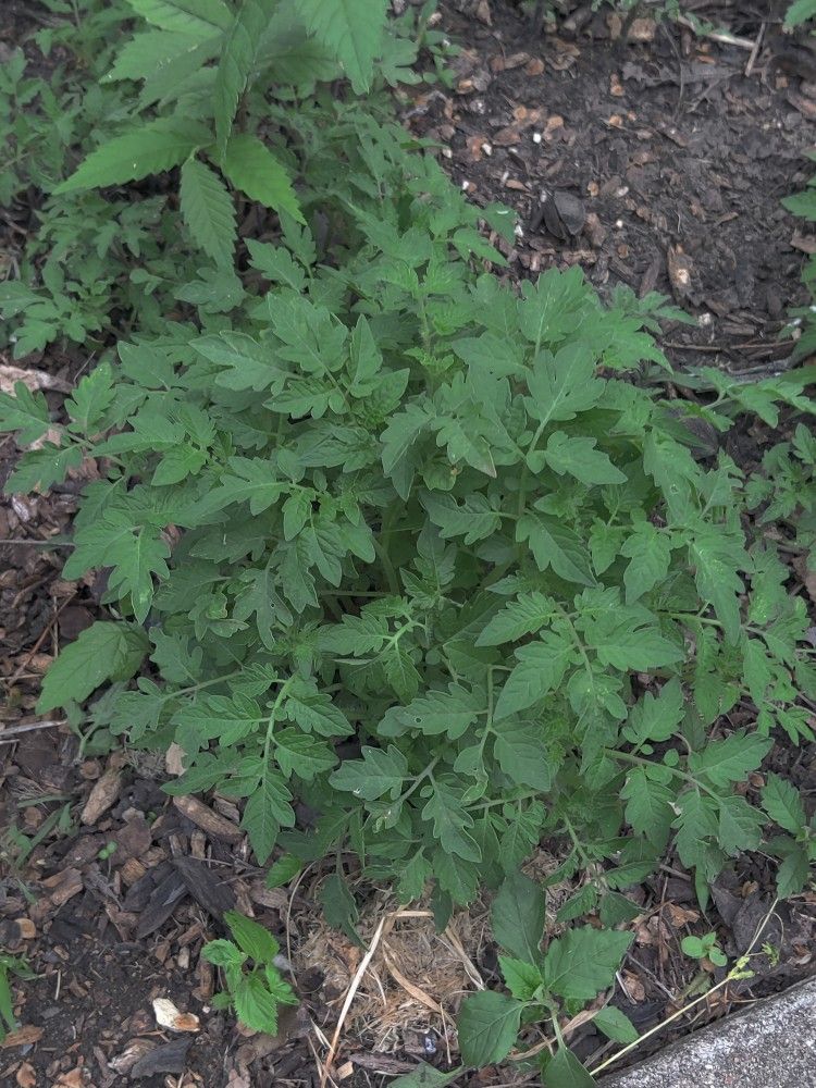 Cherry Tomato Plants