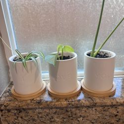 Plant Starter Sets! 