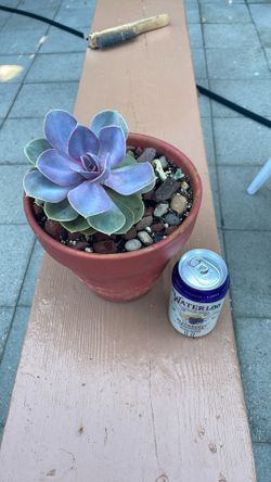 Echeveria