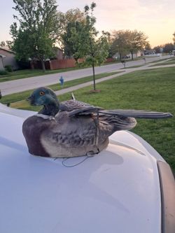 Old paper mache duck decoy