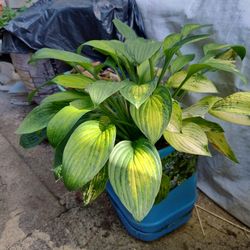 Hosta-Plqntaginea (August Lily)