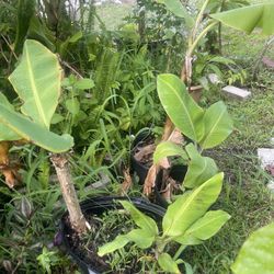 Mango Green Banana Papaya Tamarindo Tree
